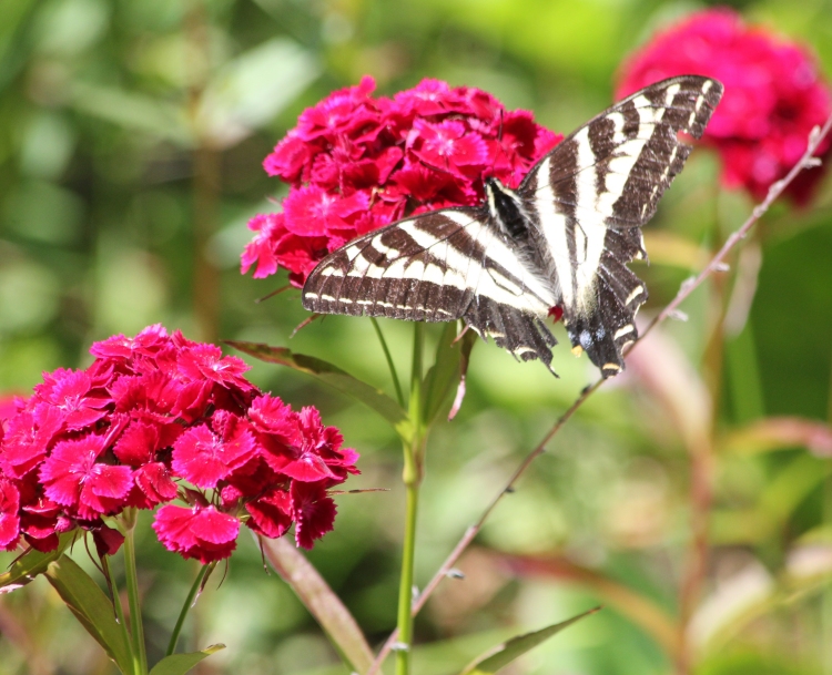 Victim of a Butterfly Fight ... Note Part of Left Wing Missing